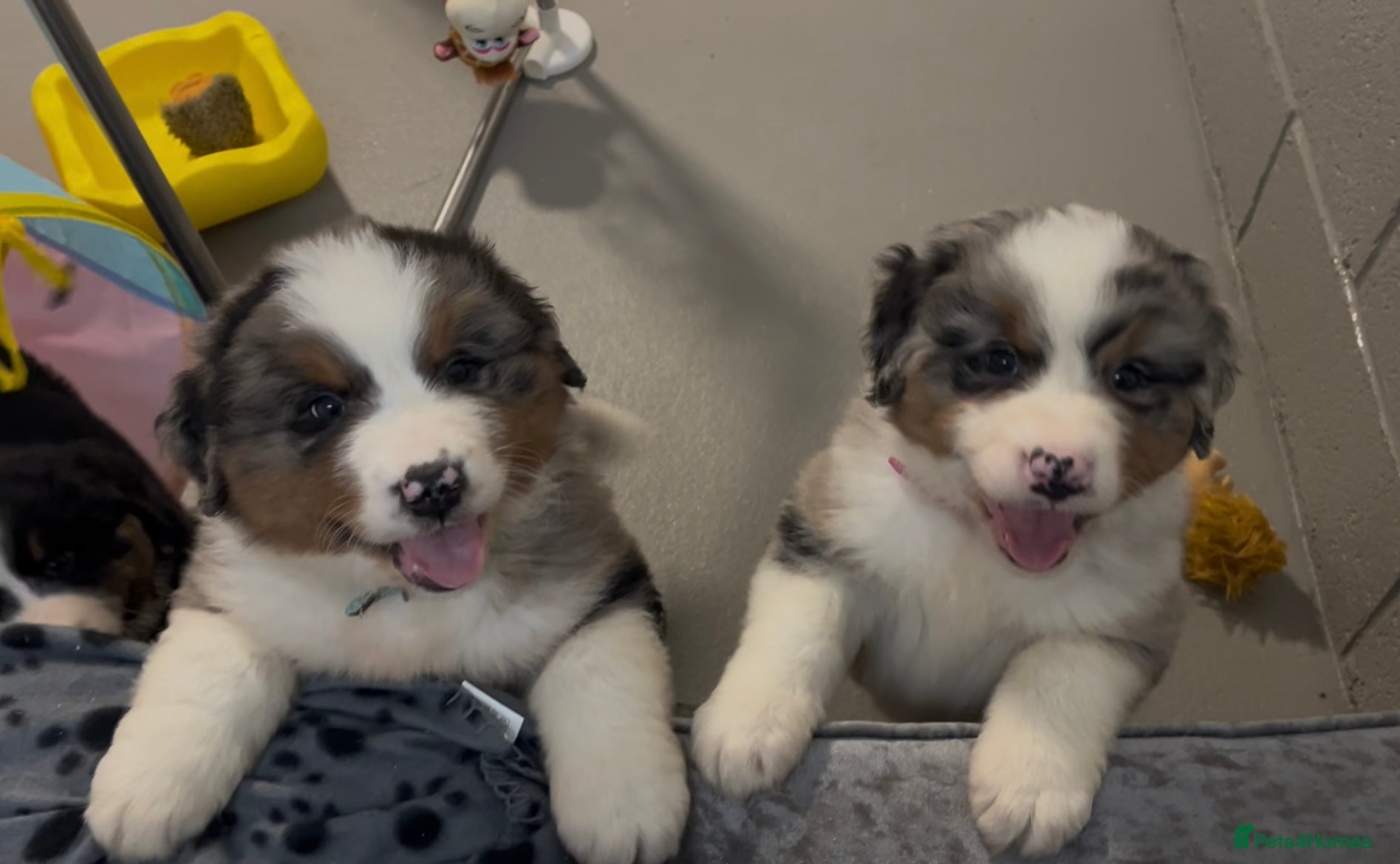 Mixed Breed dogs Merle & Tricolour Australian Mountain Dog Puppies - Advert 4