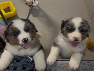 Mixed Breed dogs Merle & Tricolour Australian Mountain Dog Puppies - Advert 8