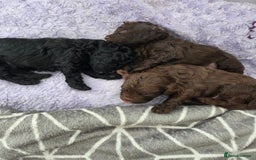 Cockapoo dogs for sale: Cockapoo  - Image 3