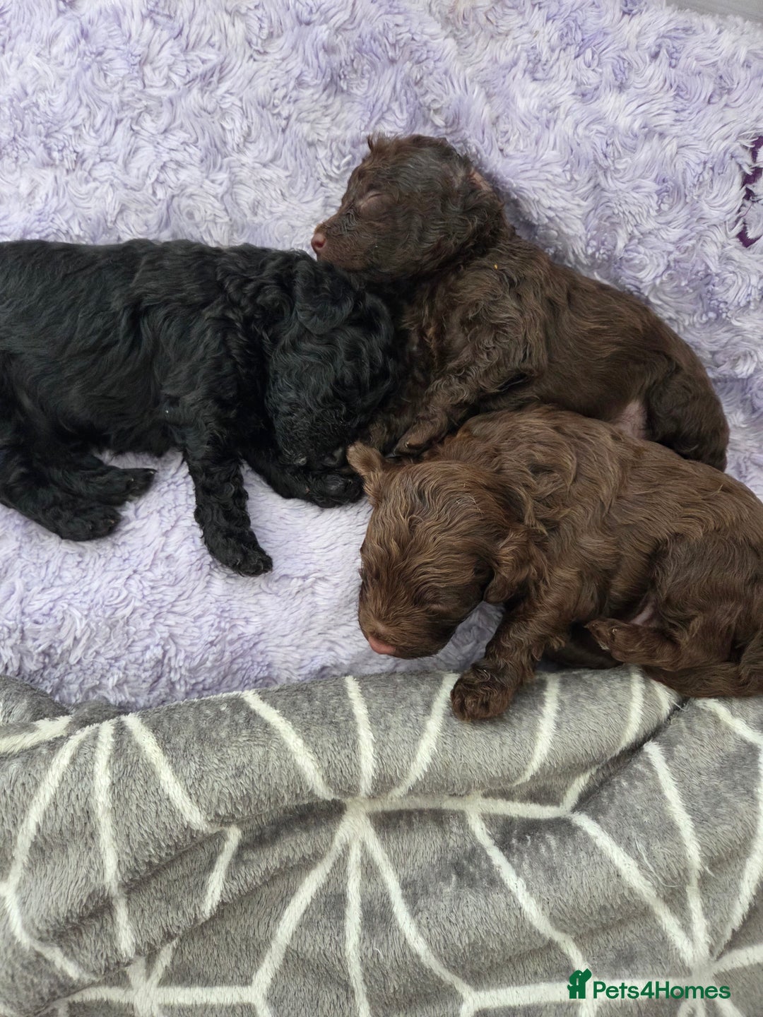 Cockapoo dogs for sale: Cockapoo  - Image 3