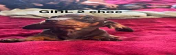 Dachshund dogs for sale: Dachshund puppies boys and girls  - Advert 5