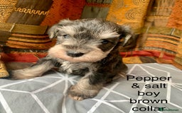 Miniature Schnauzer dogs for sale: Miniature Schnauzer pups - Image 4