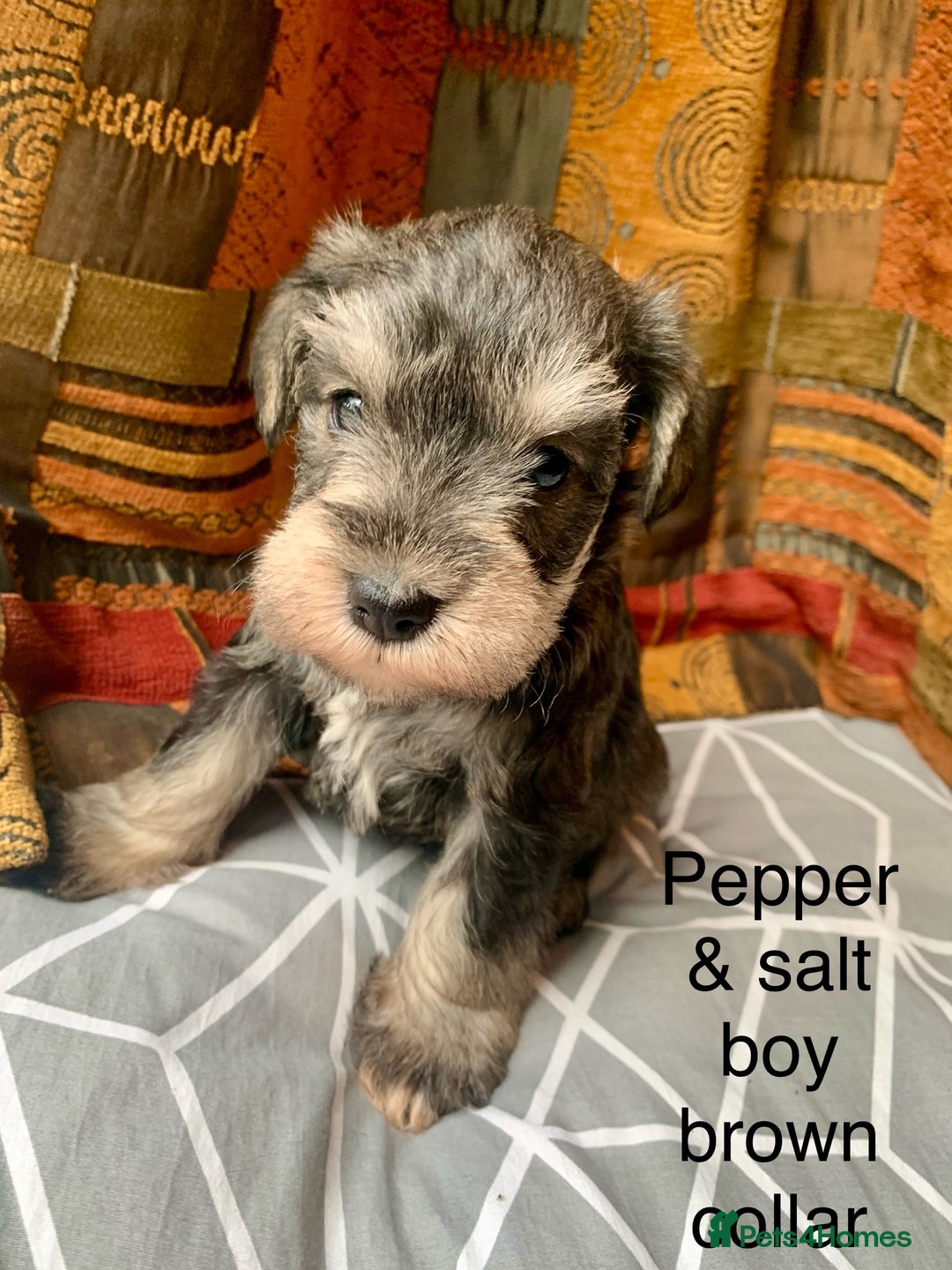 Miniature Schnauzer dogs for sale: Miniature Schnauzer pups - Image 4