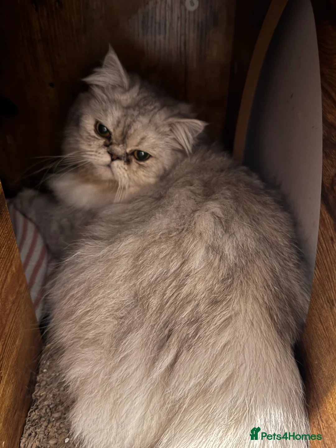 Persian cats for sale: Persian silver tabby - Advert 2