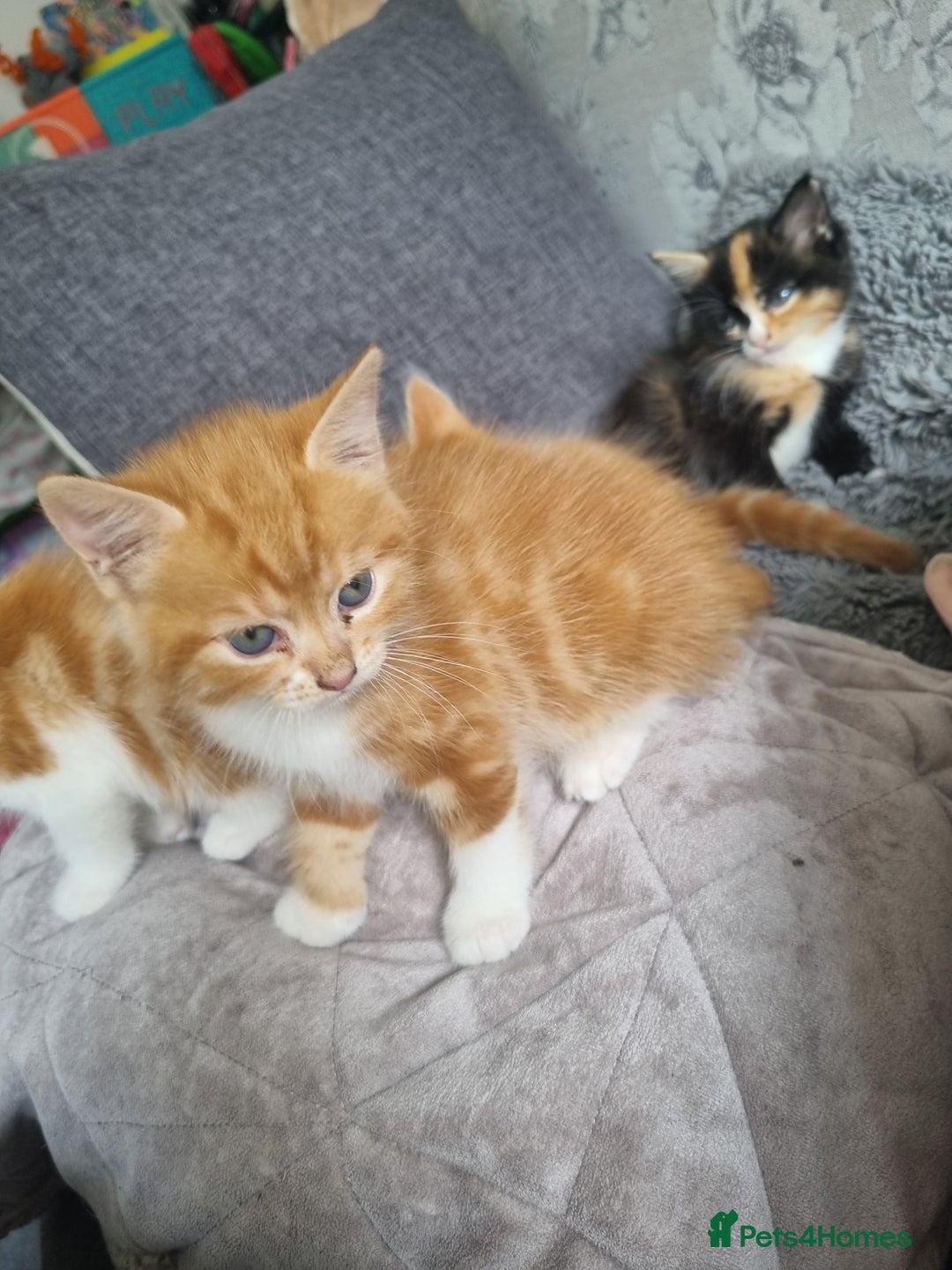 RagaMuffin cats for sale: Adorable Ragamuffin X kittens  - Image 3