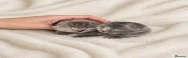 British Shorthair Kitten 3