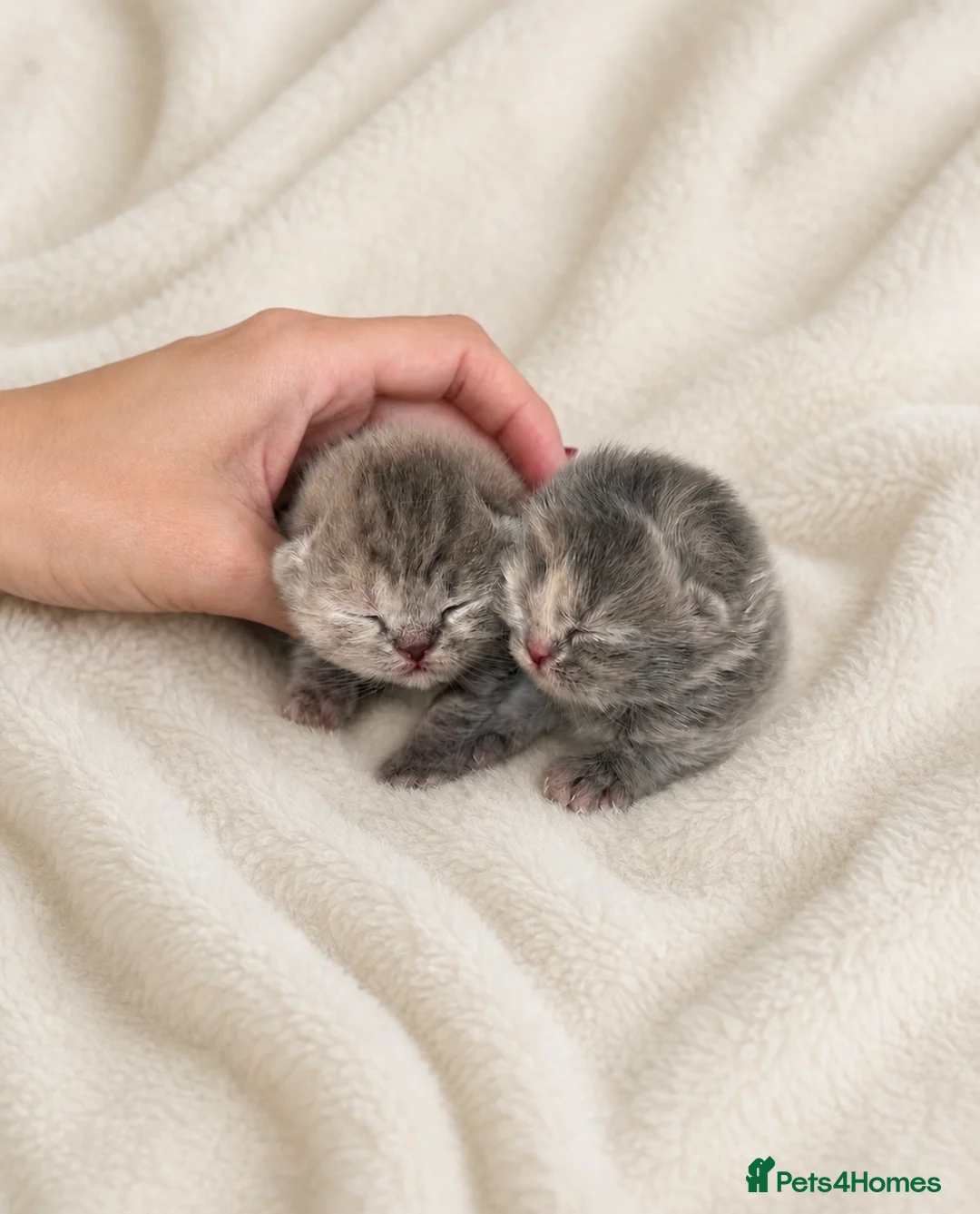 British Shorthair cats for sale: 5* TICA reg kittens health tested parents  - Advert 1