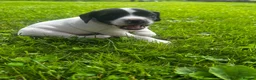 Mixed Breed dogs for sale: 1 male jack Russel/ springer pup  - Advert 5