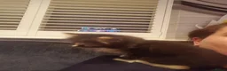 Domestic Shorthair cats for sale: Cat needing new home. - Advert 3