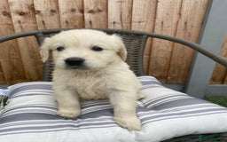 Golden Retriever dogs for sale: KC REGISTERED ®️ GOLDEN RETRIEVER PUPPIES 🐶 ❤️ - Image 31