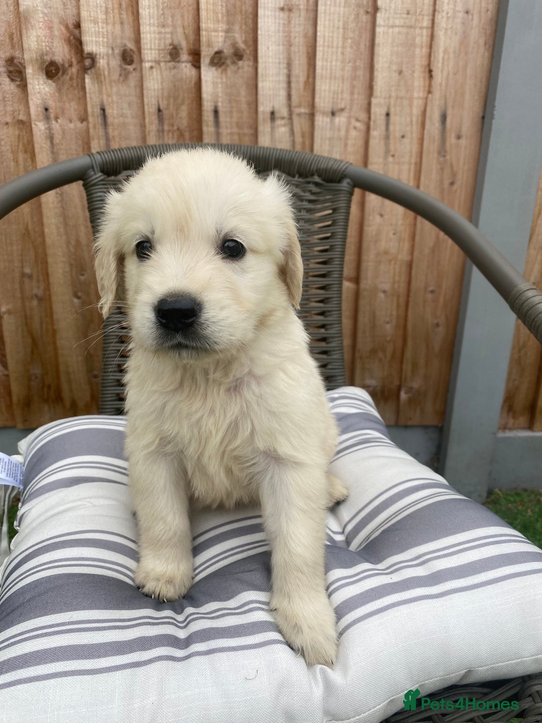 Golden Retriever dogs for sale: KC REGISTERED ®️ GOLDEN RETRIEVER PUPPIES 🐶 ❤️ - Image 31