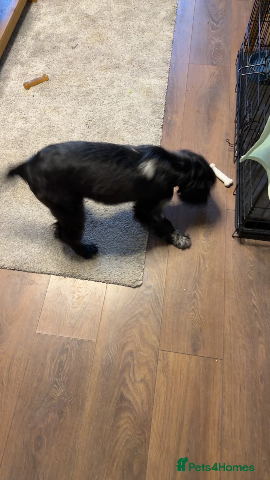 Cocker Spaniel dogs for sale: Cocker spaniel  - Advert 6