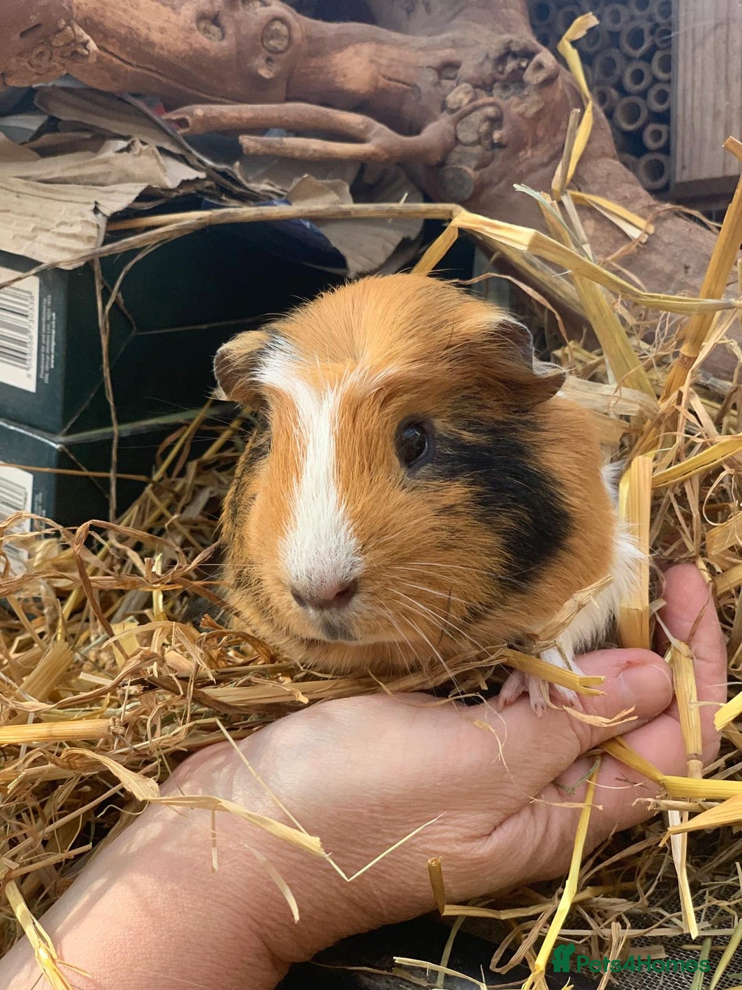 Guinea Pig rodents for sale: Selection of guinea pigs  - Advert 3