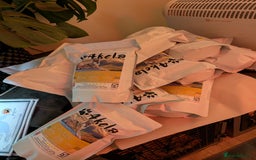 Australian Labradoodle dogs for sale: Ready Now !  Miniature Australian Labradoodles - Image 6