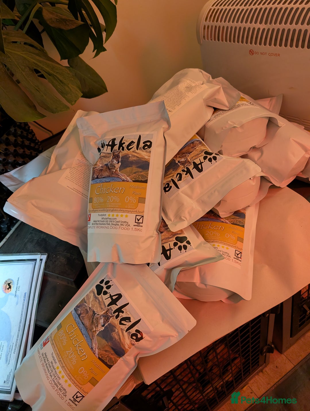 Australian Labradoodle dogs for sale: Ready Now !  Miniature Australian Labradoodles - Image 6