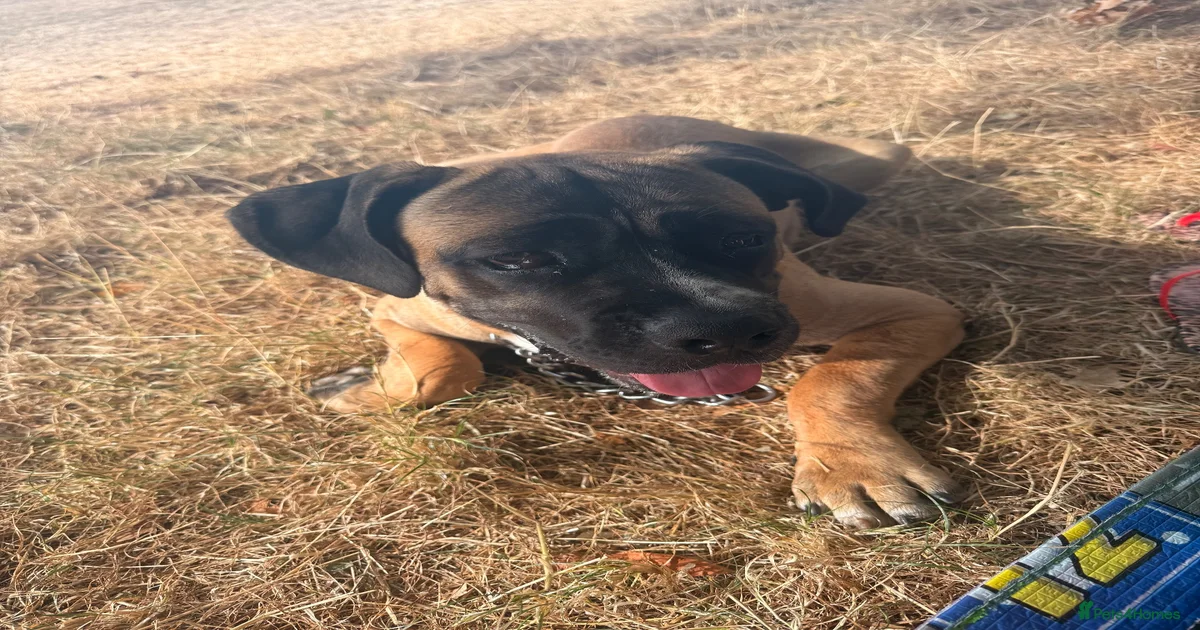 ?dog Bullmastiff Puppies for sale | Pets4Homes
