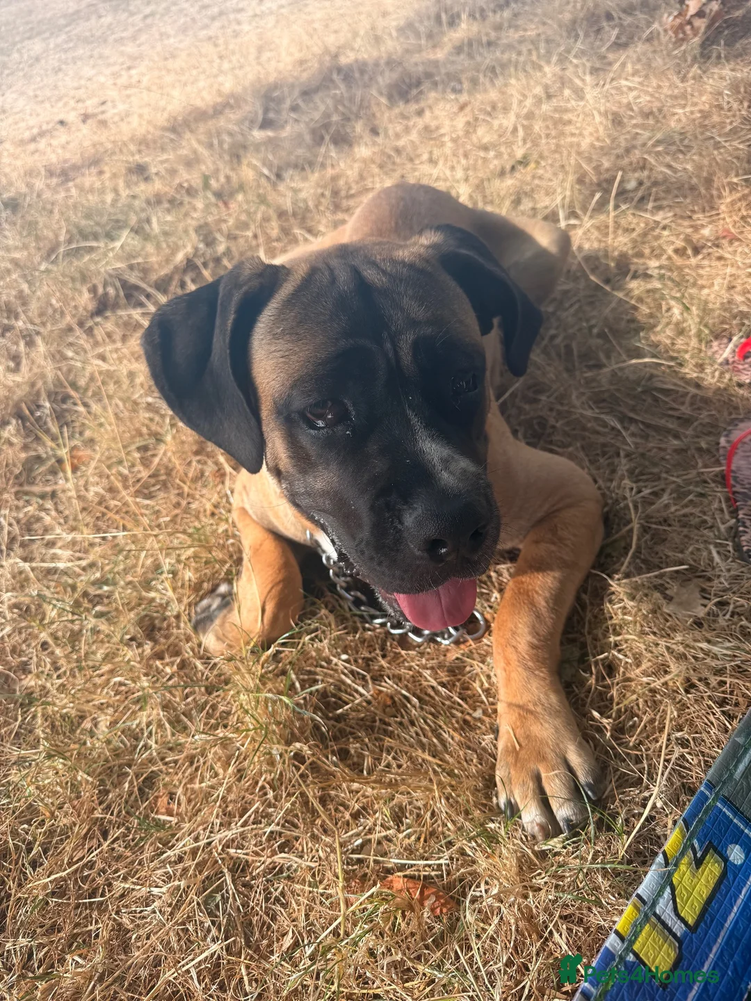 Bullmastiff dogs for sale: 10-Month-Bullmastiff Boy – Looking for a Home  - Advert 1