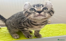 Keetso cats for sale: Reduced Ready now Last 1, Rare Jungle Curl Kittens in Portsmouth - Image 35