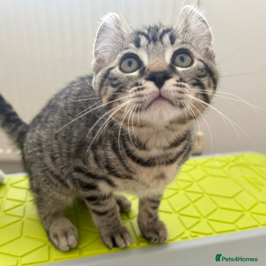 Keetso cats for sale: Reduced Ready now Last 1, Rare Jungle Curl Kittens in Portsmouth - Image 35