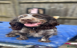 Cockapoo dogs for sale: F1 cockapoos beautiful litter 5 left* - Image 4