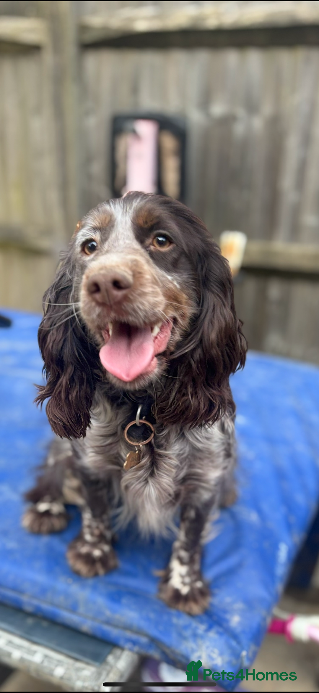 Cockapoo dogs for sale: F1 cockapoos beautiful litter 5 left* - Image 4