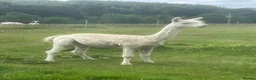 Alpaca livestock for sale: Pet Males - Advert 3