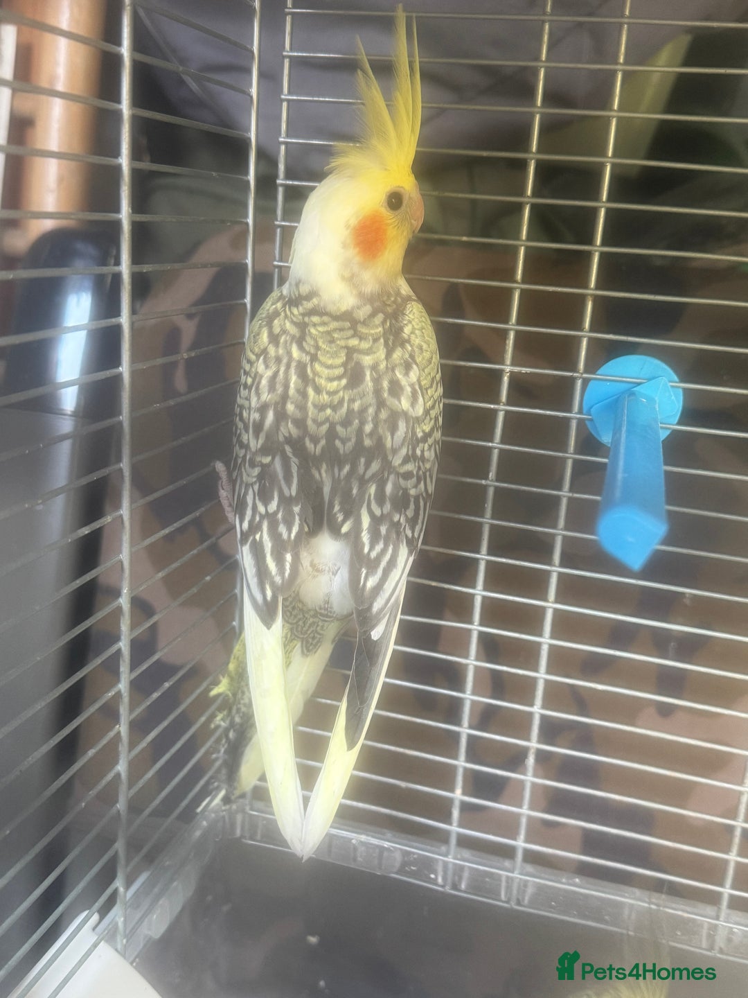 Cockatiels birds for sale: Baby cockatiel for sale mixed prices  - Image 11