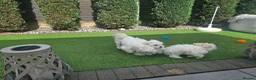 Maltese dogs for sale: Adorable Maltese Puppies for Sale - Advert 9