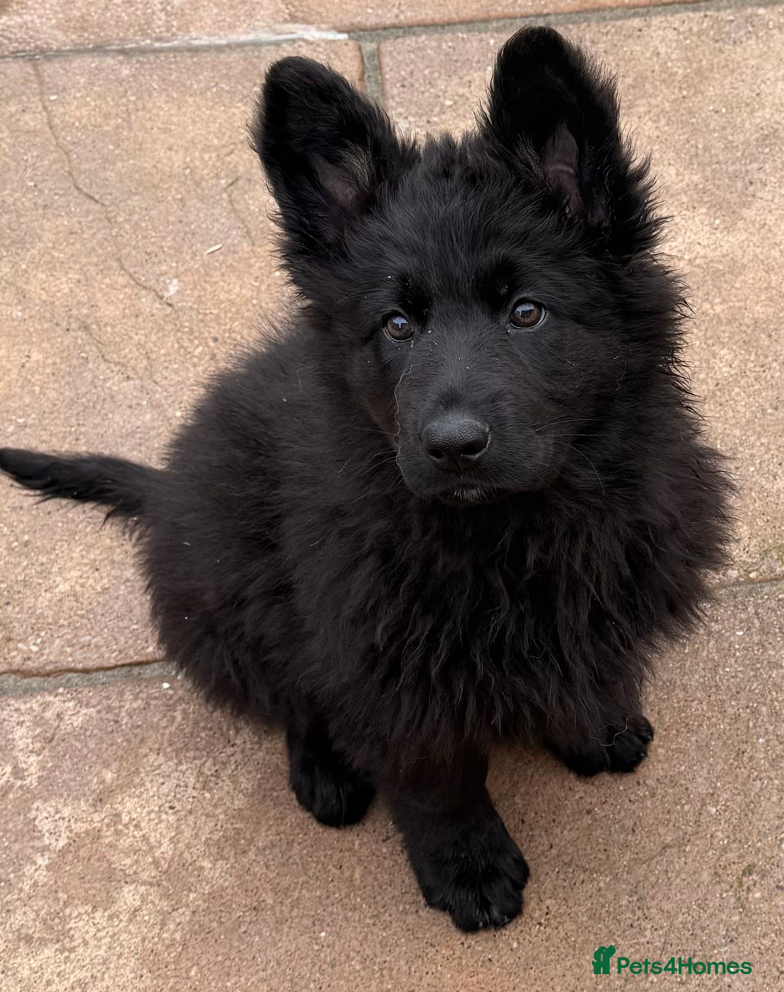 German Shepherd dogs Stunning  KC registered German shepherds  - Advert 9