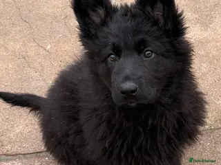 German Shepherd dogs Stunning KC registered German shepherds - Advert 9