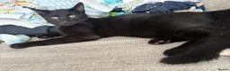 Domestic Shorthair cats for sale: Kitten - Advert 1