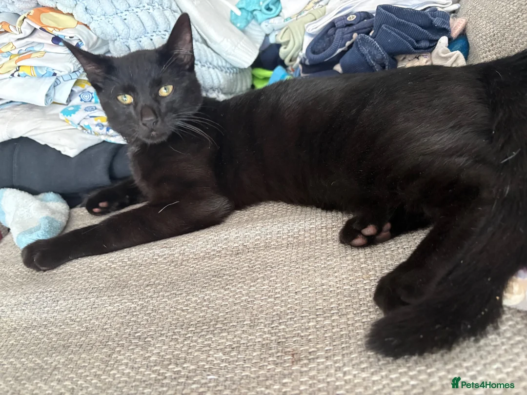 Domestic Shorthair cats for sale: Kitten - Advert 1