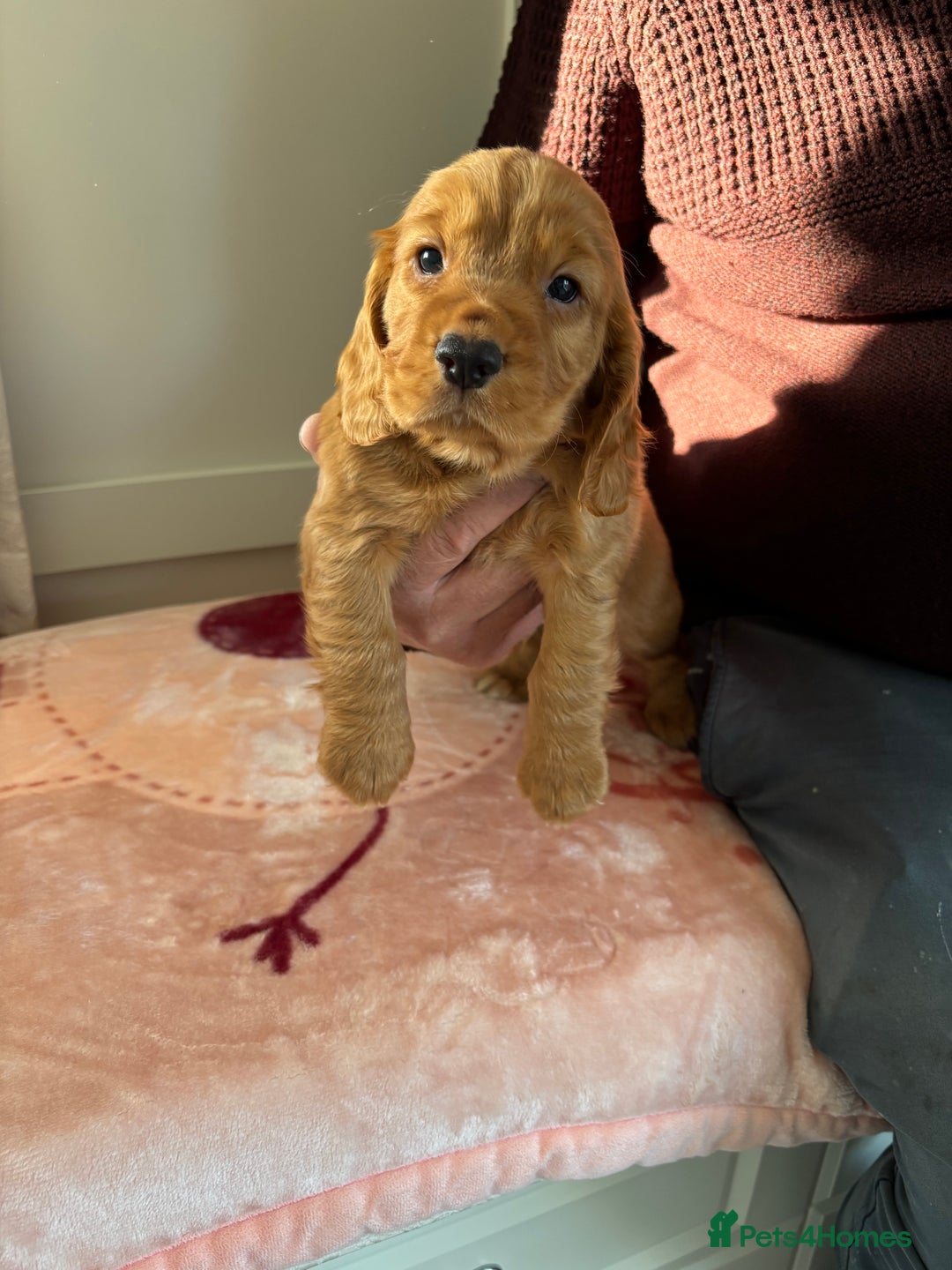 Cocker Spaniel dogs for sale: Litter of KC registered Working cocker spaniels - Advert 8