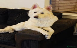 German Shepherd dogs for stud: White German Shepherd for stud - Image 2