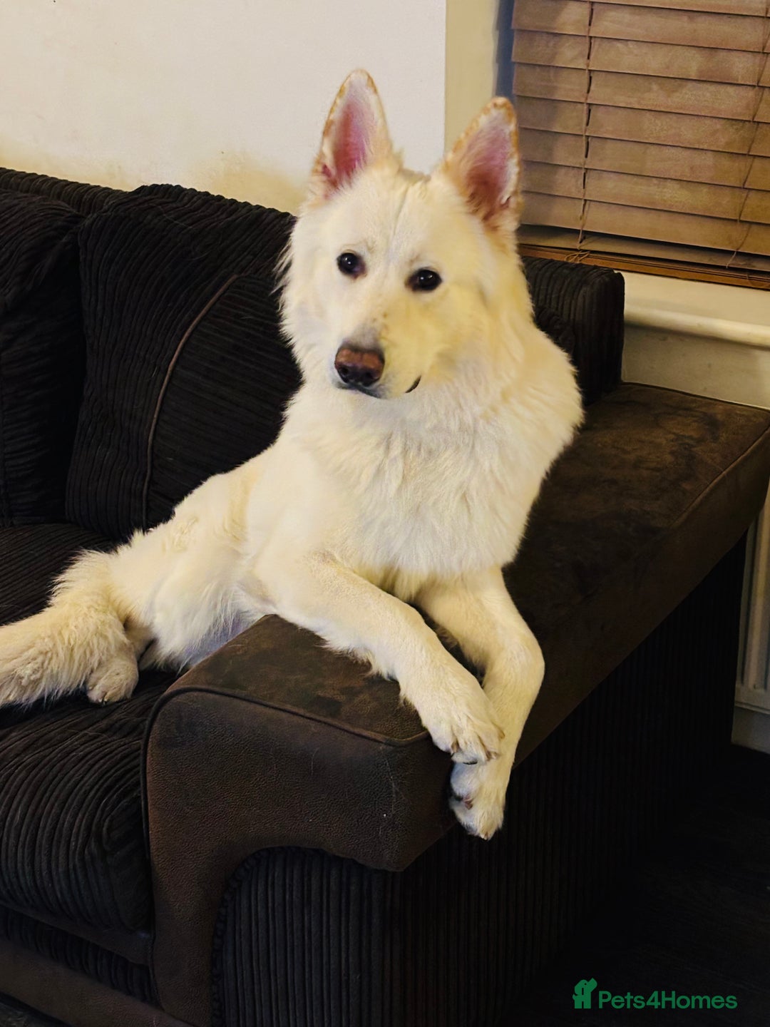 German Shepherd dogs for stud: White German Shepherd for stud - Image 2
