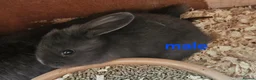 Mixed Breed rabbits for sale: Male babby rabbits left from litter  - Advert 15