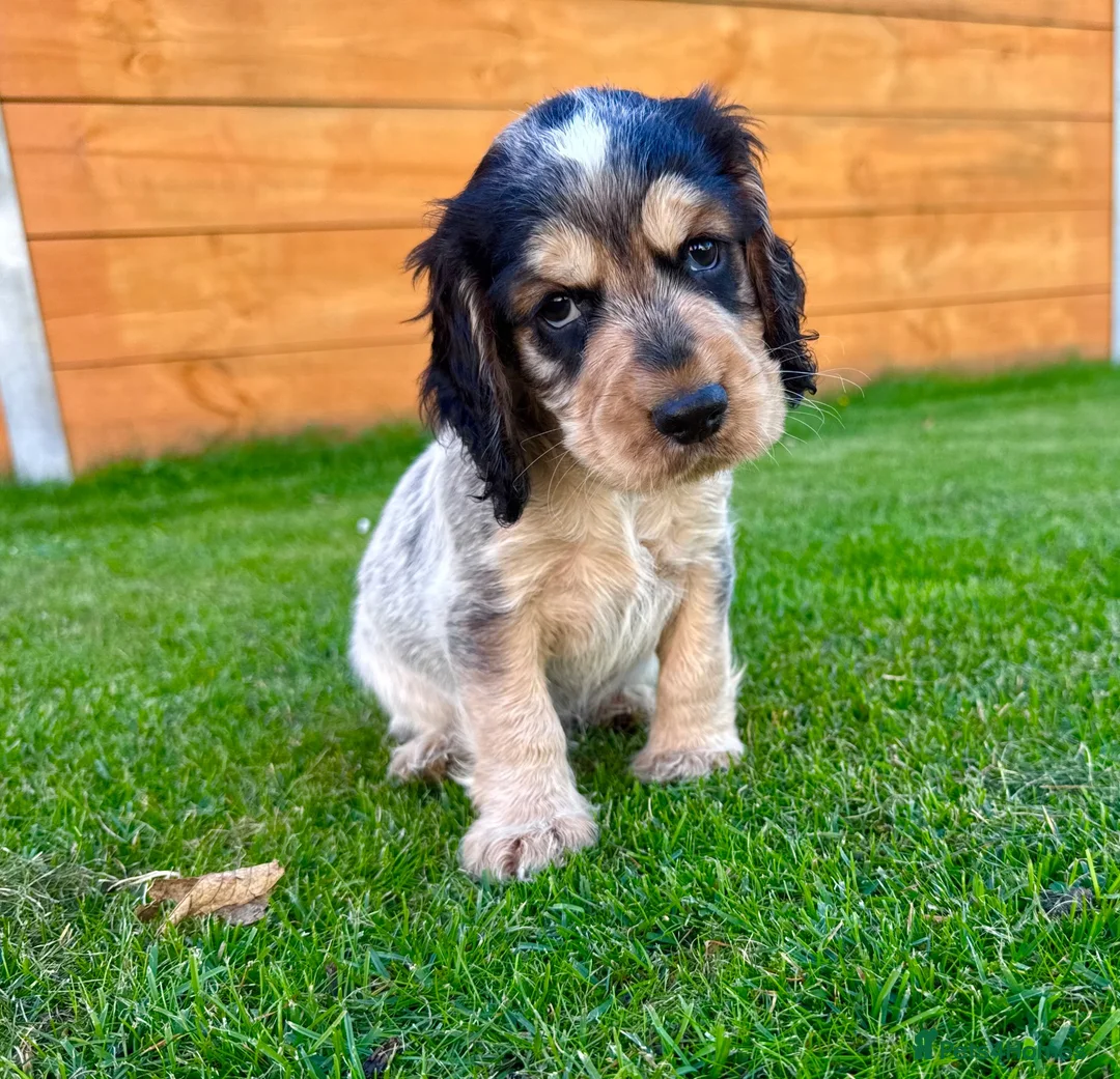 Cocker Spaniel dogs for sale: Beautiful Show CockerSpaniel Babies 🐾🐾🐾  - Advert 1