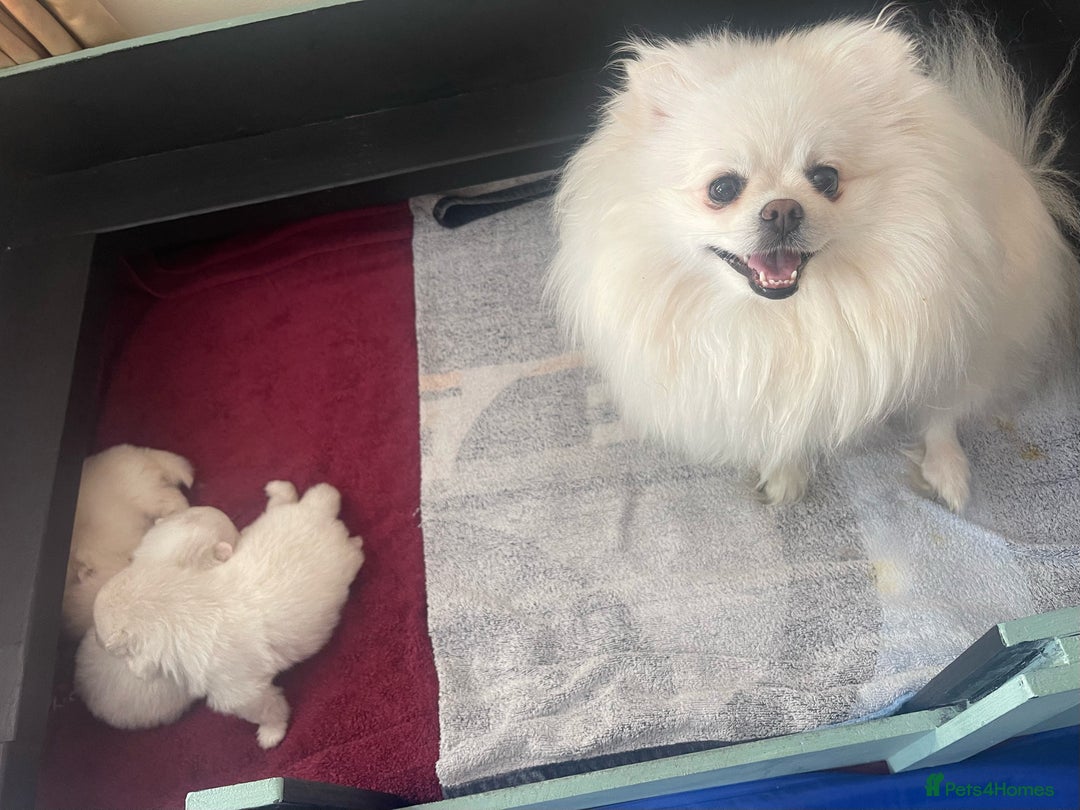 Pomeranian dogs for sale: ✨ 3 White Pomeranian Puppies – CHAMPION BLOODLINE✨ - Image 9
