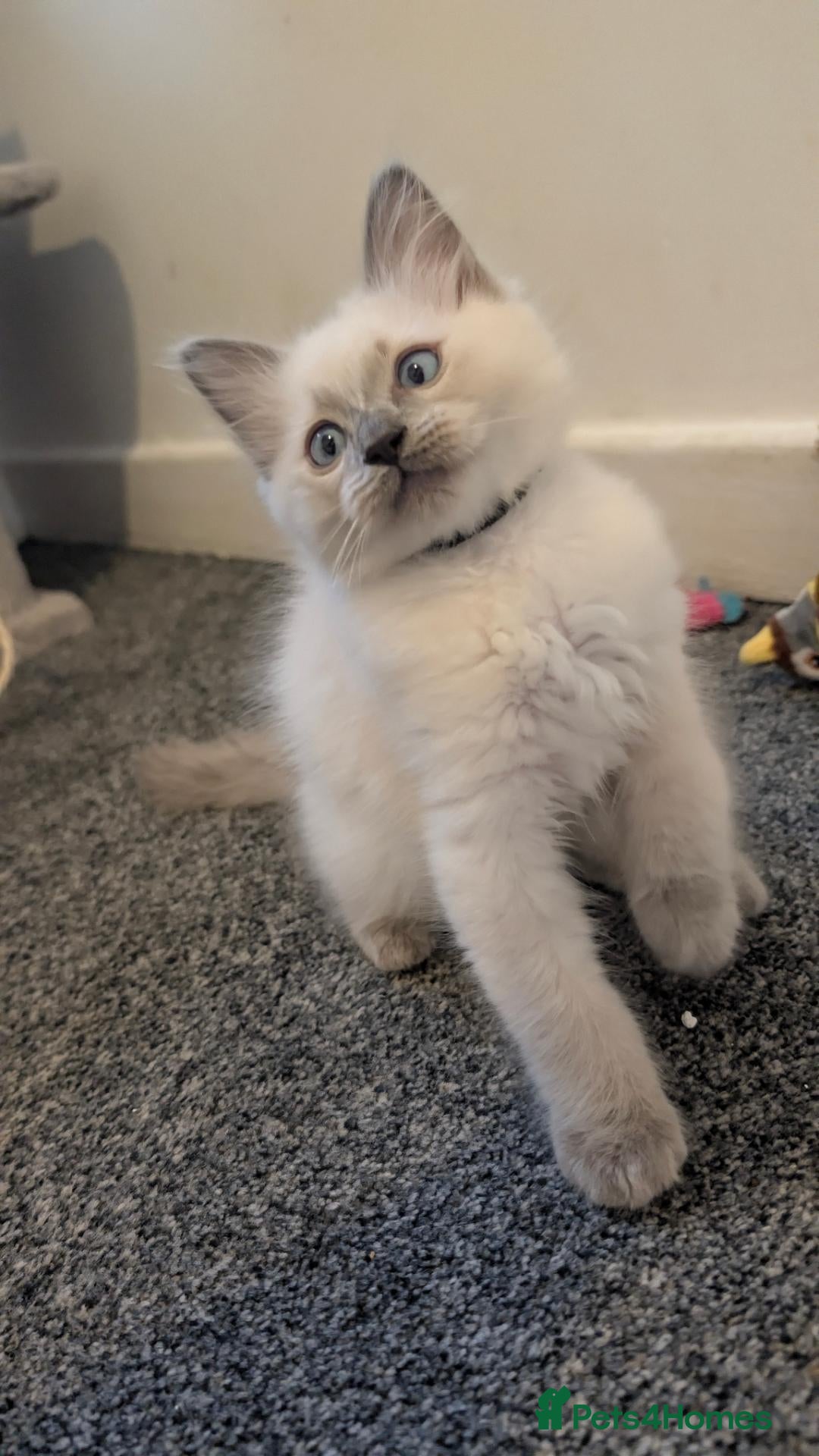 Ragdoll cats Black boy still avilable  - Advert 6
