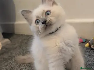 Ragdoll cats Black boy still avilable - Advert 6