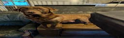 Labrador Retriever dogs for sale: Beautiful show bred chunky puppies  - Advert 5