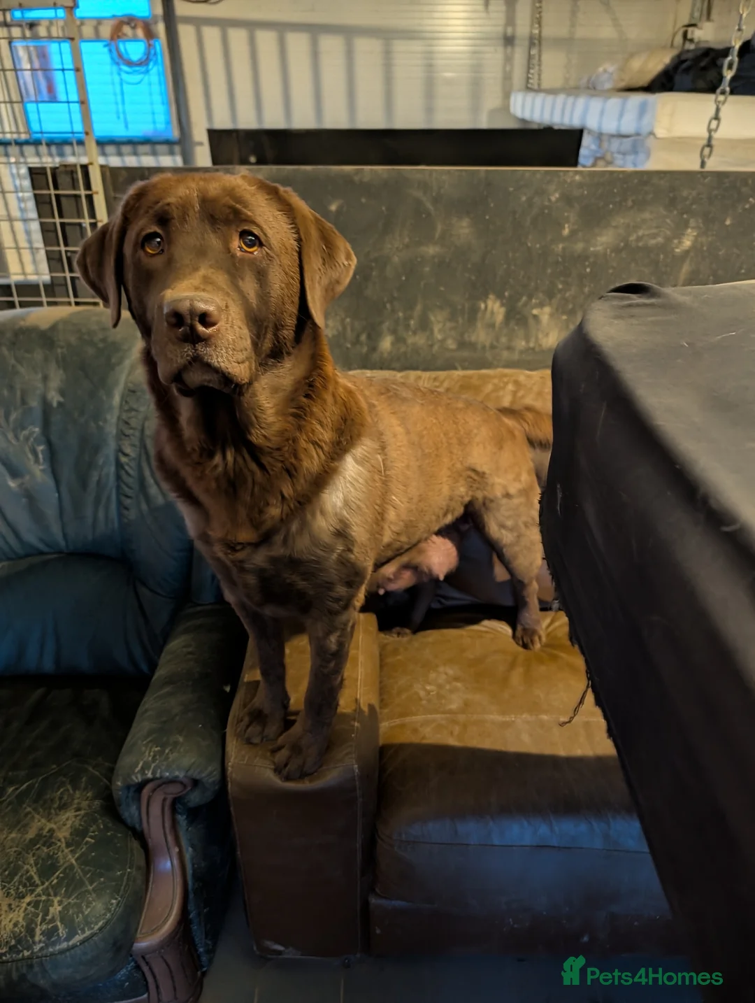 Labrador Retriever dogs for sale: Beautiful show bred chunky puppies  - Advert 5