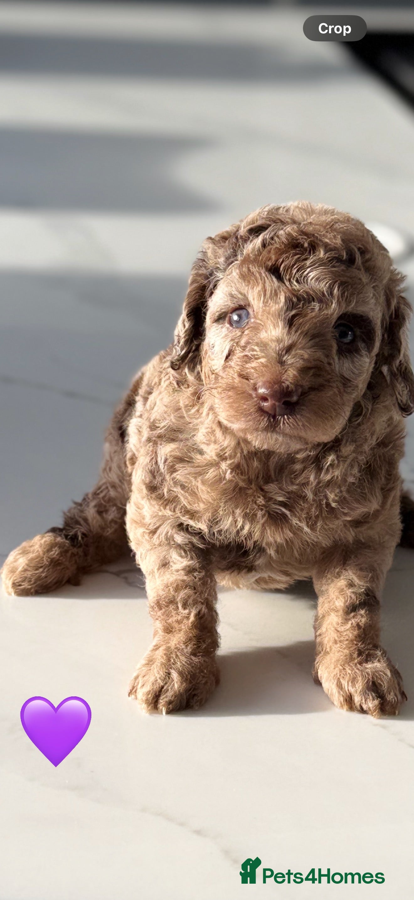 Cockapoo dogs Gorgeous Chocolate Cockapoo litter  - Advert 4