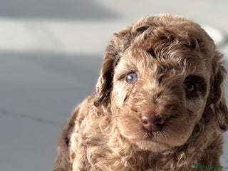 Cockapoo dogs Gorgeous Chocolate Cockapoo litter - Advert 6