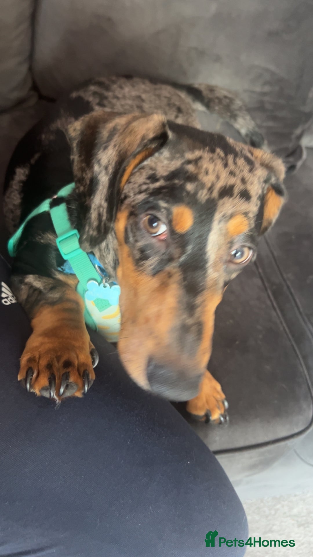 Dachshund dogs for sale: 7 month old dachshund male  - Image 2
