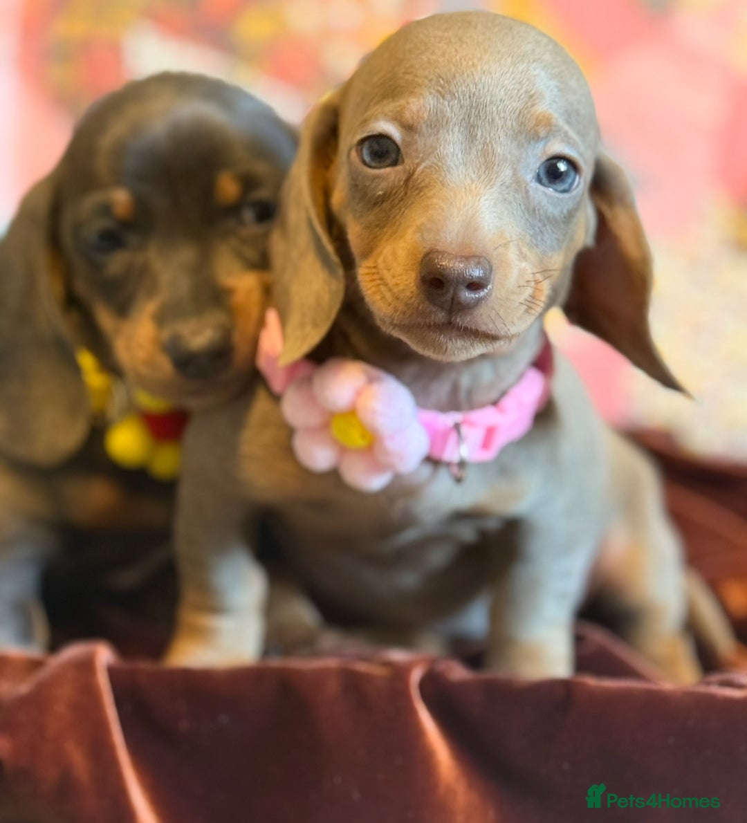Miniature Dachshund dogs for sale: KC Reg Miniature Dachshund Puppies  - Image 1