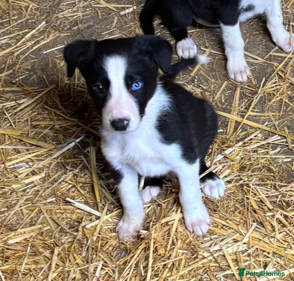 Border Collie dogs Ready Now - Border collie pups  - Advert 1