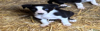 Border Collie 3
