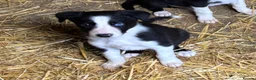 Border Collie dogs for sale: Ready Now - Border collie pups  - Advert 8