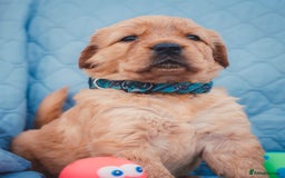 Golden Retriever dogs for sale: Golden Retriever Puppies KC Dad  - Image 33